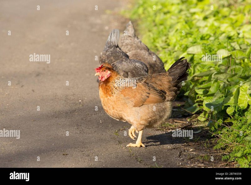Imagine: Descoperiți Secretele Releei din Jocul Popular de Casino Chicken Road