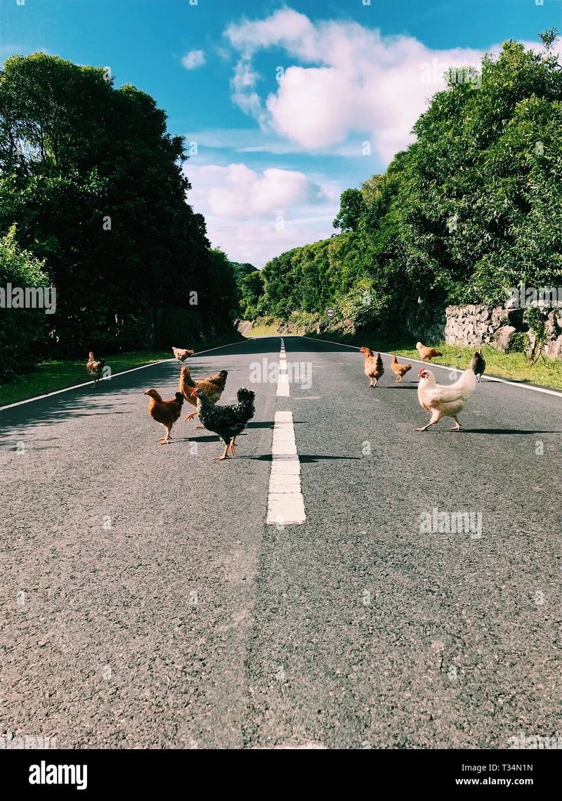 Image: Descubre el mundo emocionante del Juego Chicken Road en España Online